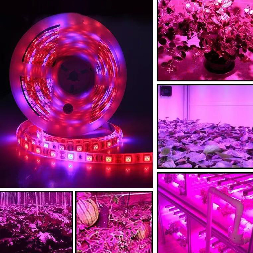 20M LED Grow Light Spectrum DC - Outdoor Power And Plant 리뷰 및 가격